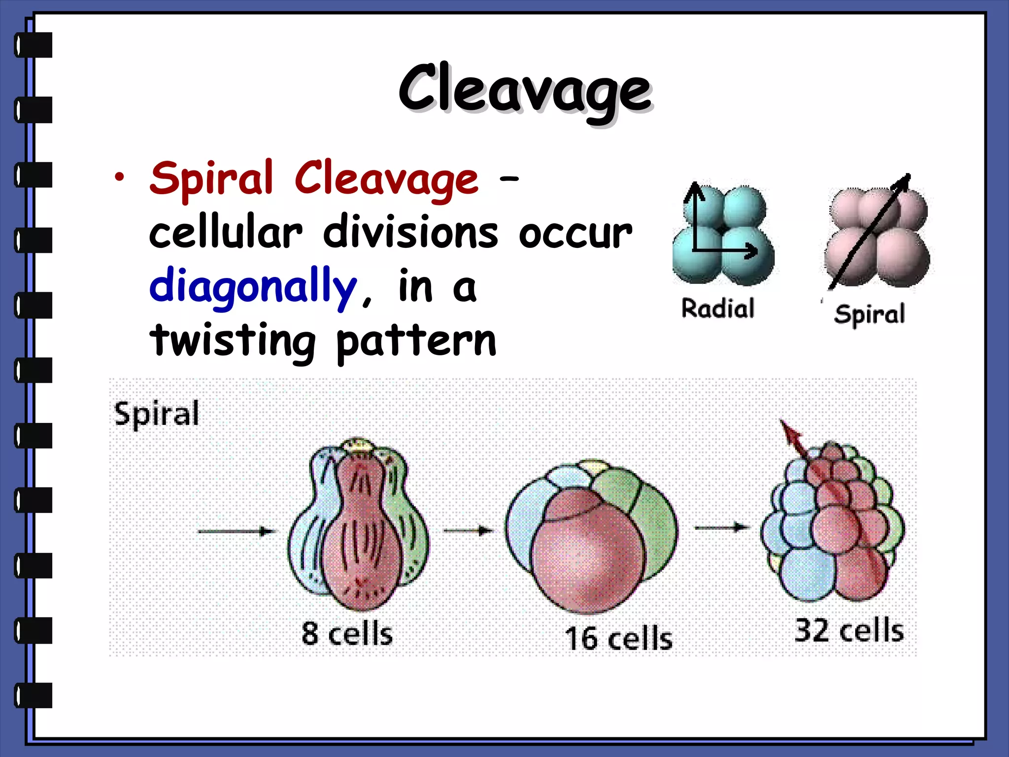 Cleavage
• Spiral Cleavage –
cellular divisions occur
diagonally, in a
twisting pattern

 