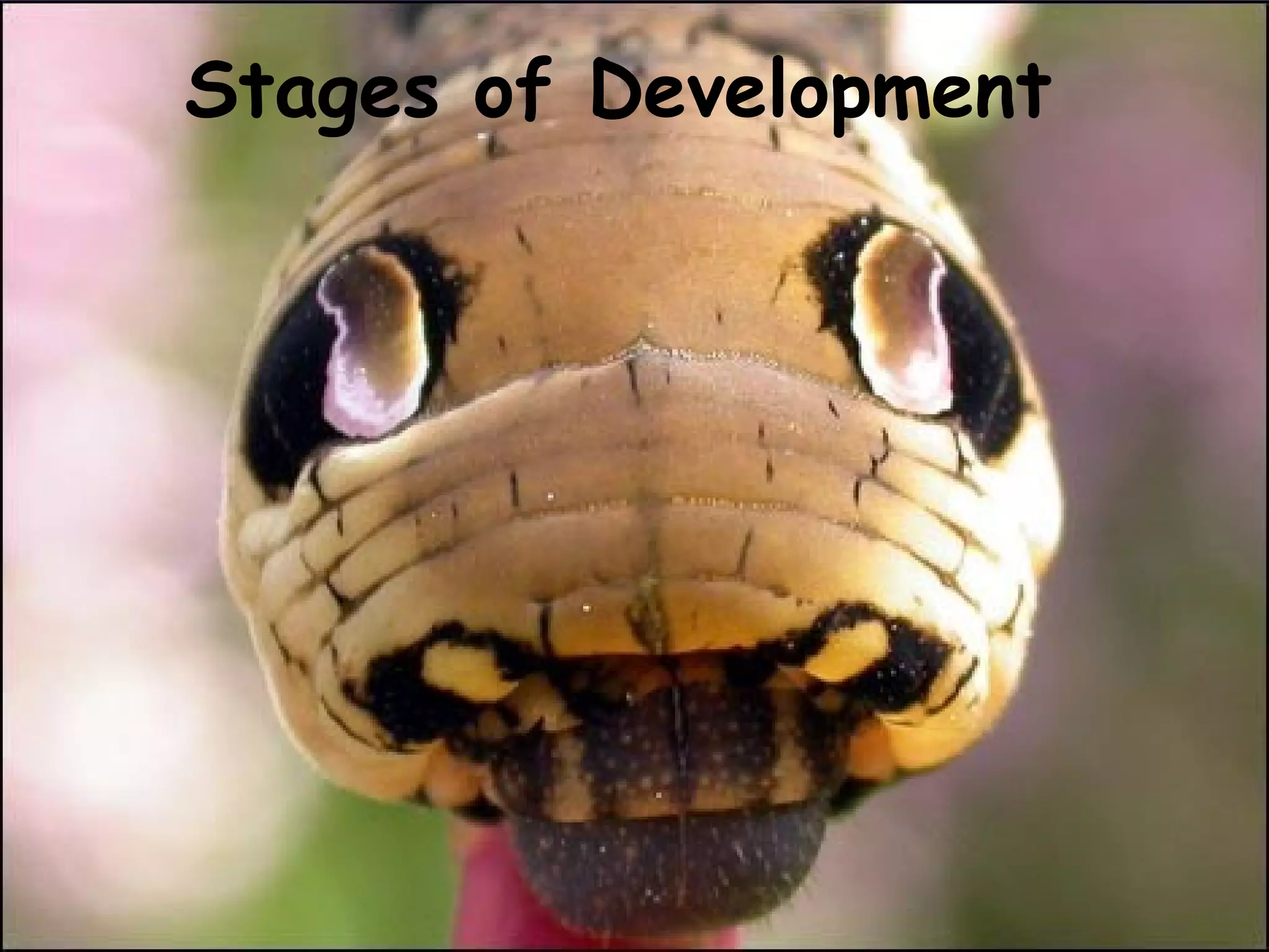 Stages of Development

 