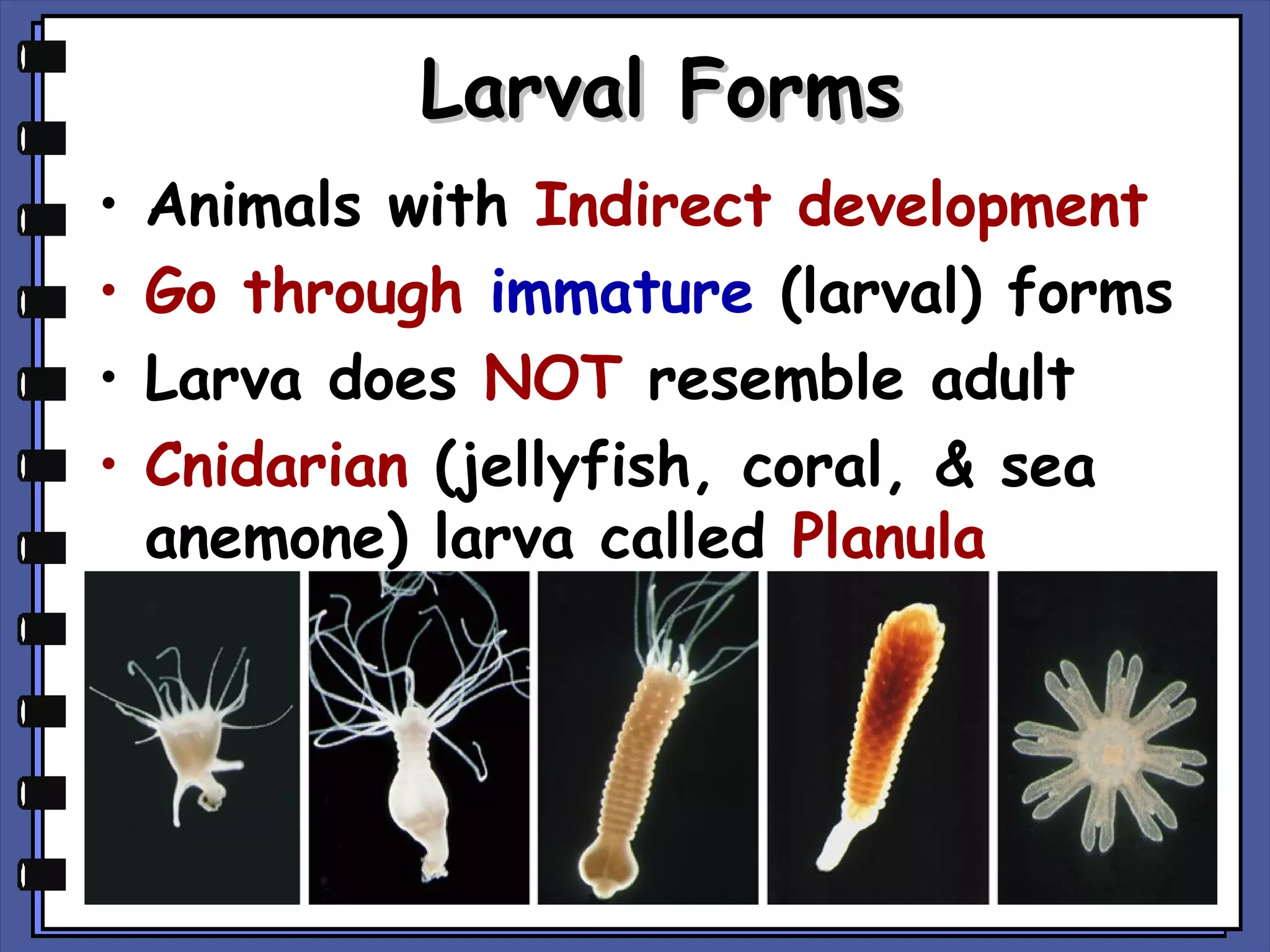 Larval Forms
•
•
•
•

Animals with Indirect development
Go through immature (larval) forms
Larva does NOT resemble adult
Cnidarian (jellyfish, coral, & sea
anemone) larva called Planula

 