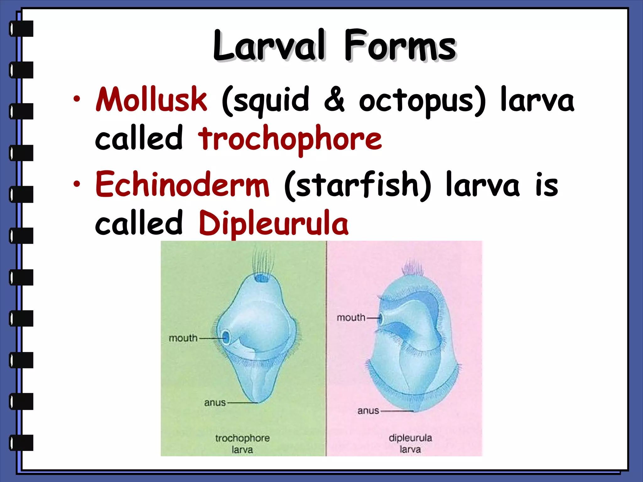 Larval Forms
• Mollusk (squid & octopus) larva
called trochophore
• Echinoderm (starfish) larva is
called Dipleurula

 