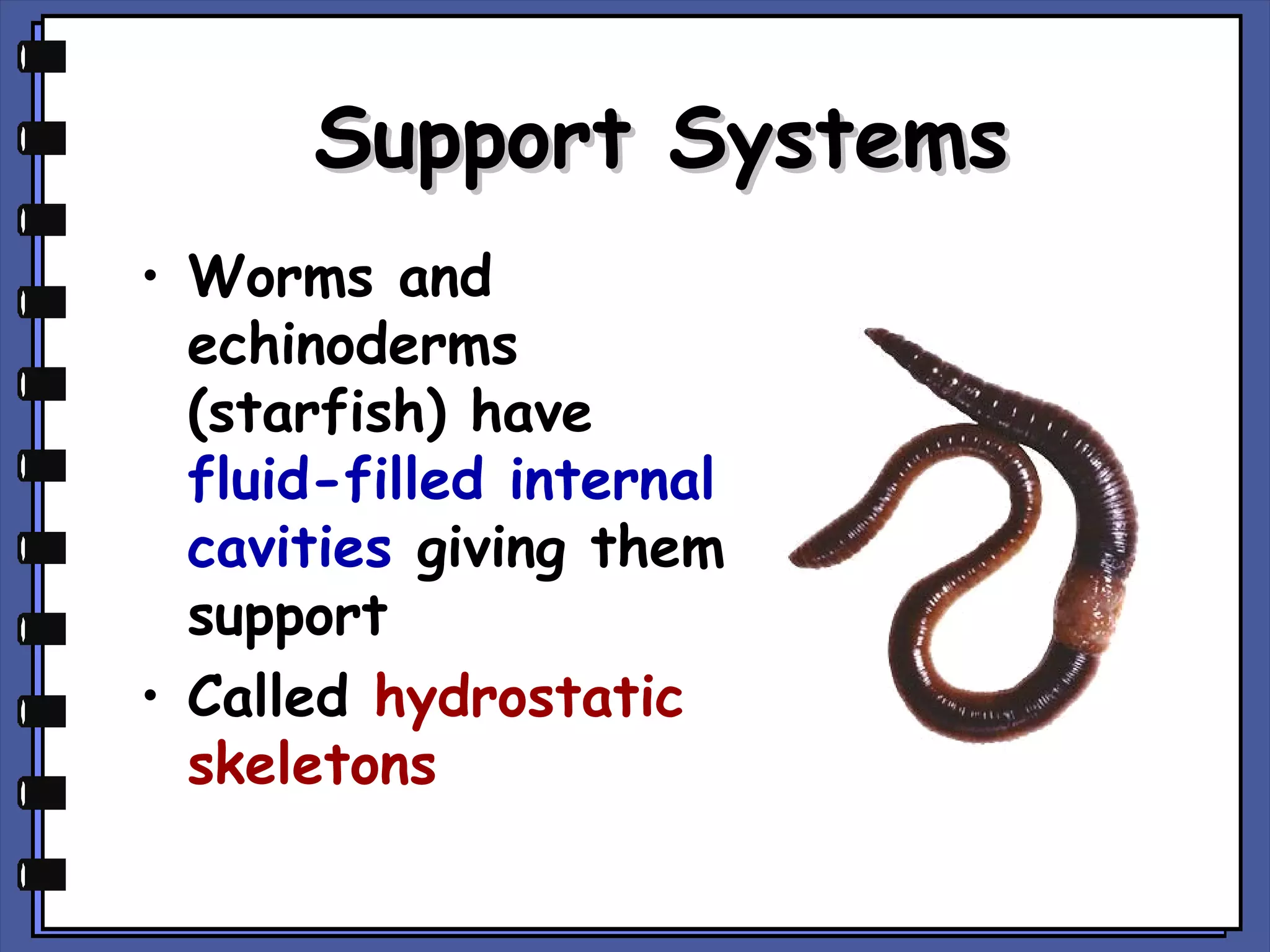 Support Systems
• Worms and
echinoderms
(starfish) have
fluid-filled internal
cavities giving them
support
• Called hydrostatic
skeletons

 