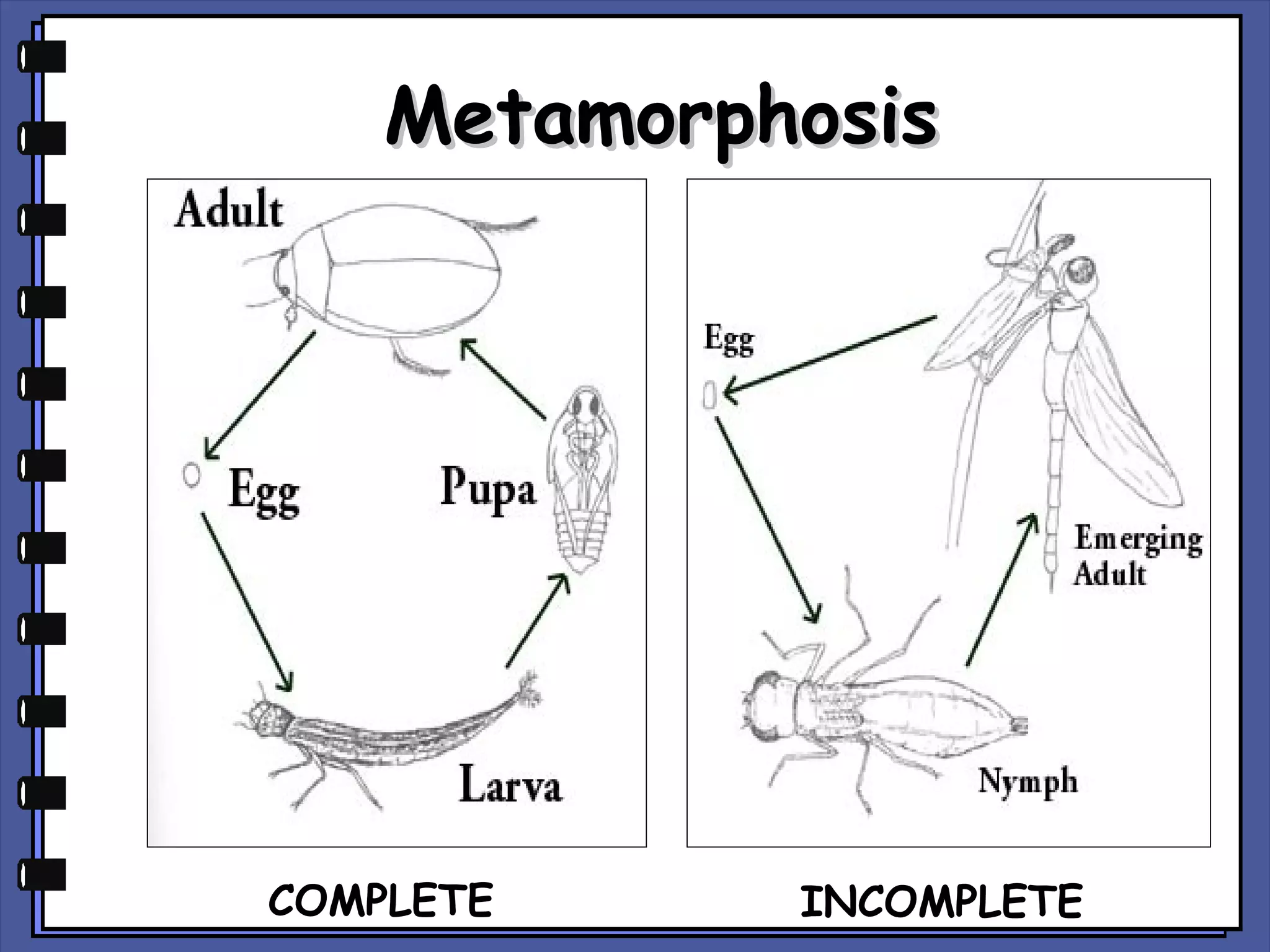Metamorphosis

COMPLETE

INCOMPLETE

 