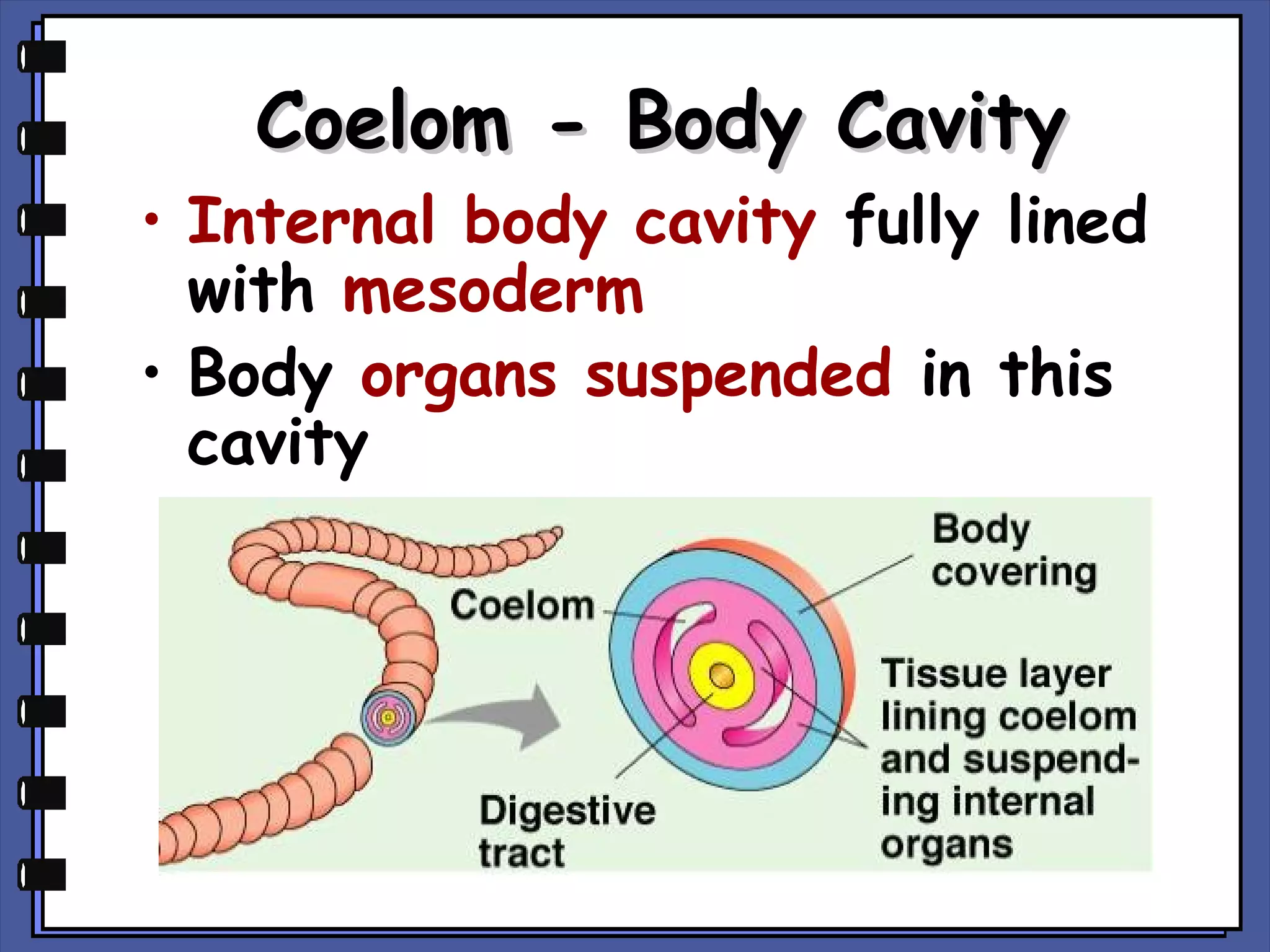 Coelom - Body Cavity

• Internal body cavity fully lined
with mesoderm
• Body organs suspended in this
cavity

 