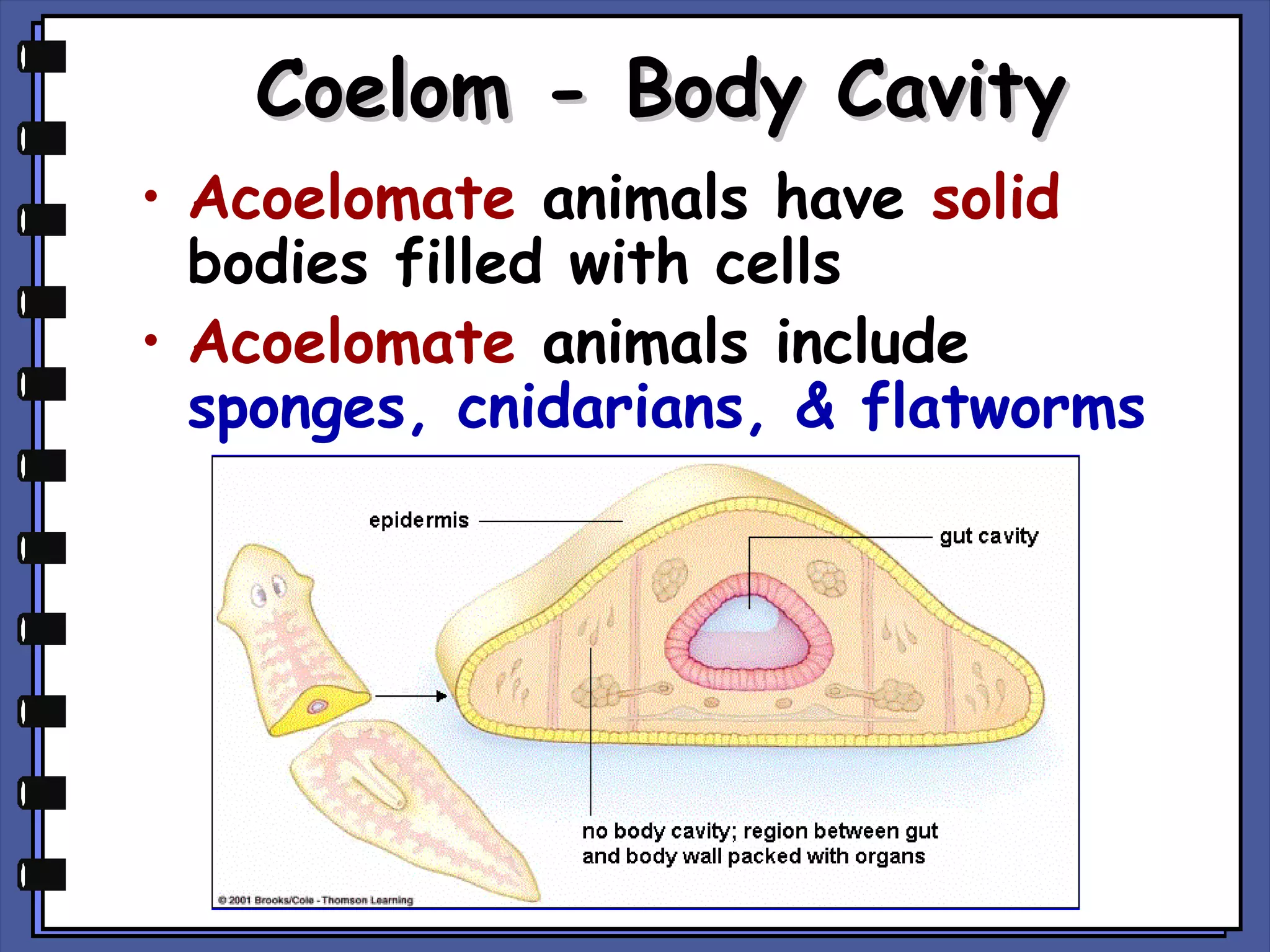 Coelom - Body Cavity
• Acoelomate animals have solid
bodies filled with cells
• Acoelomate animals include
sponges, cnidarians, & flatworms

 