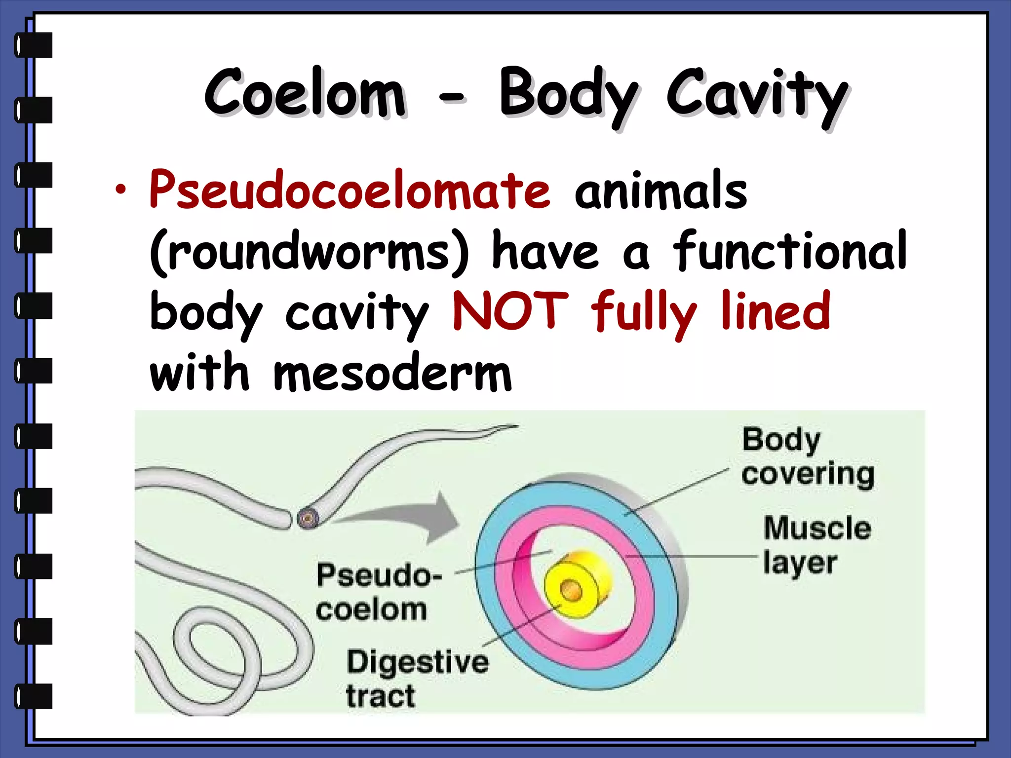 Coelom - Body Cavity
• Pseudocoelomate animals
(roundworms) have a functional
body cavity NOT fully lined
with mesoderm

 