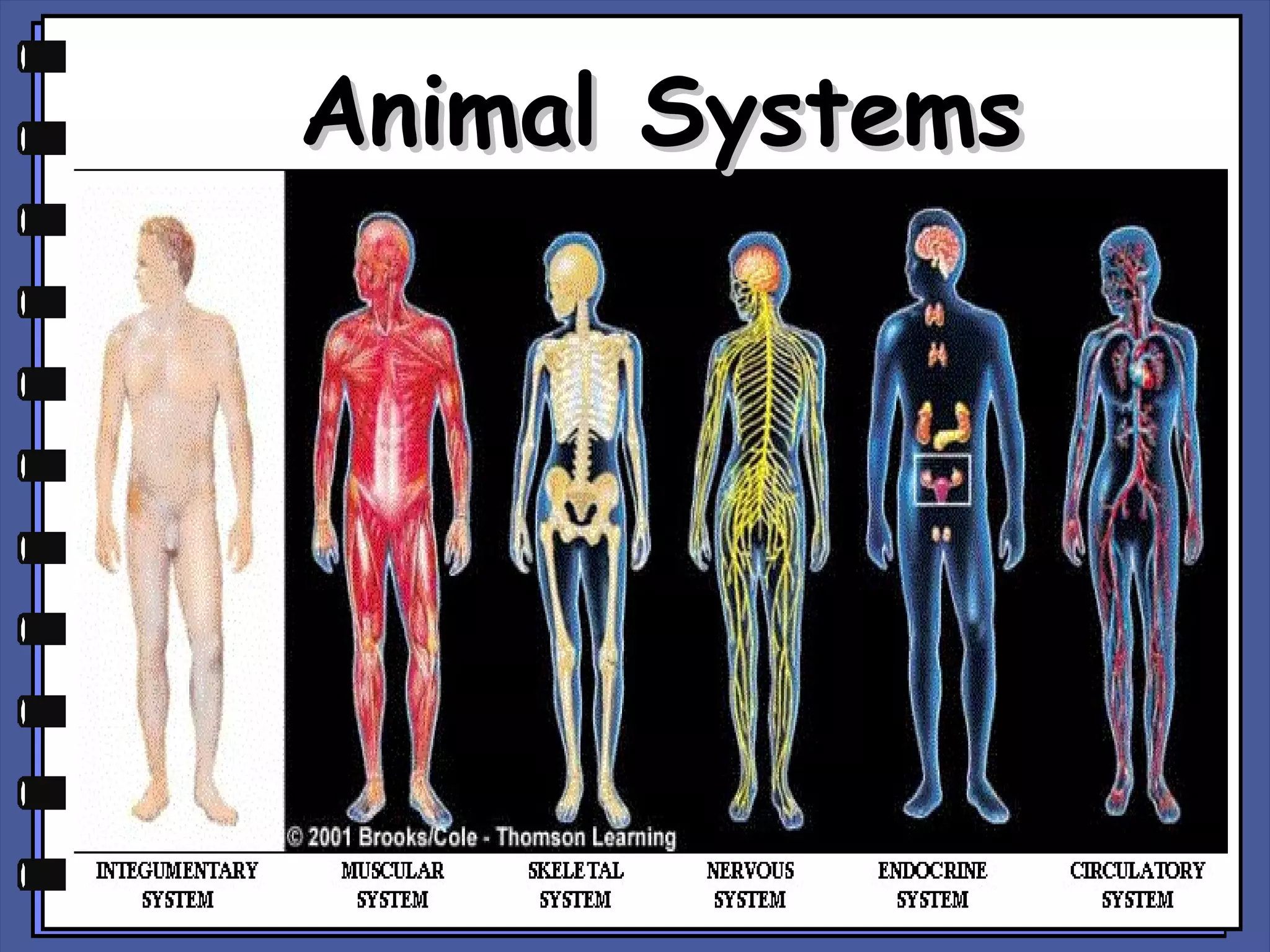 Animal Systems

 