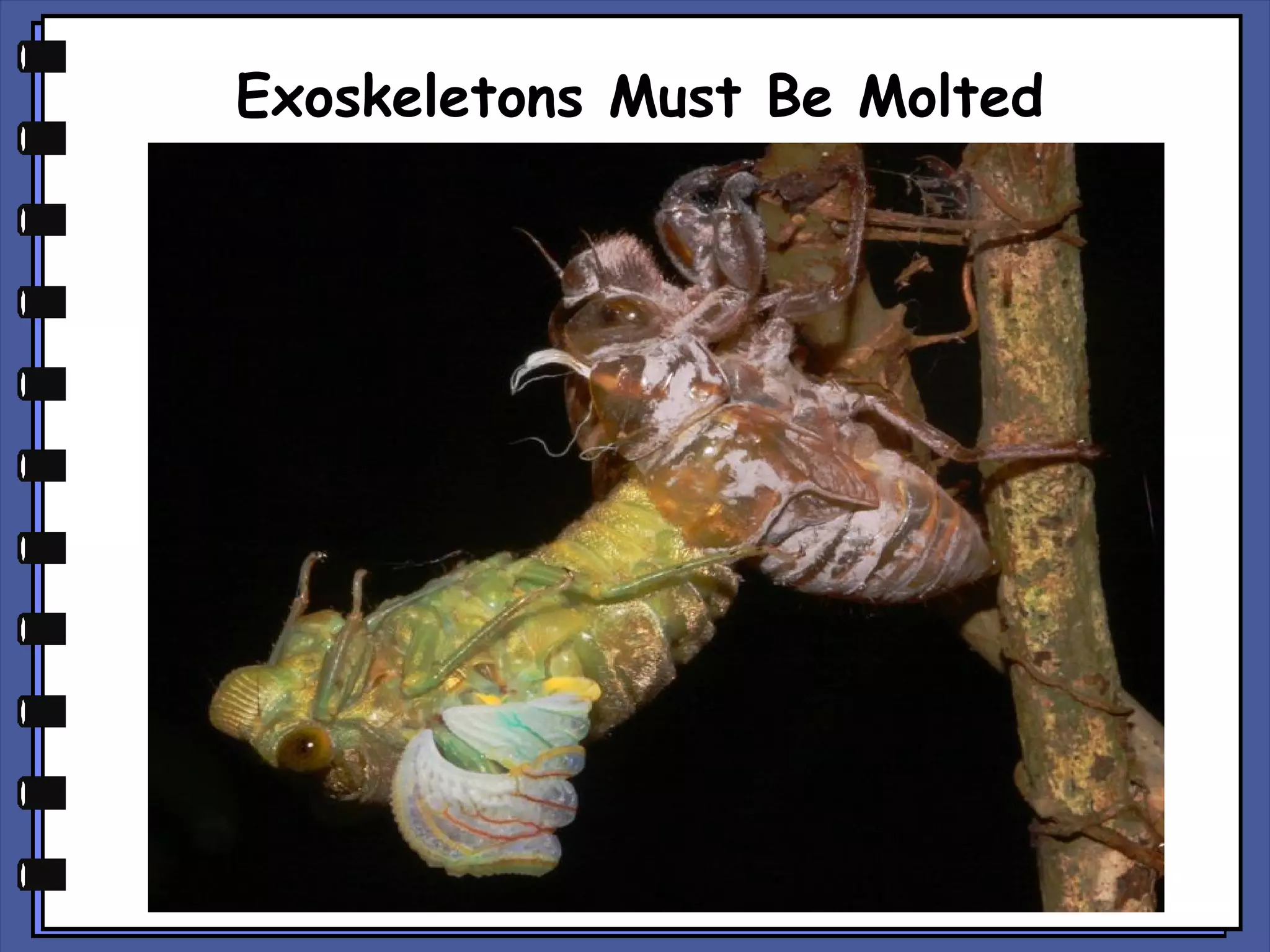 Exoskeletons Must Be Molted

 