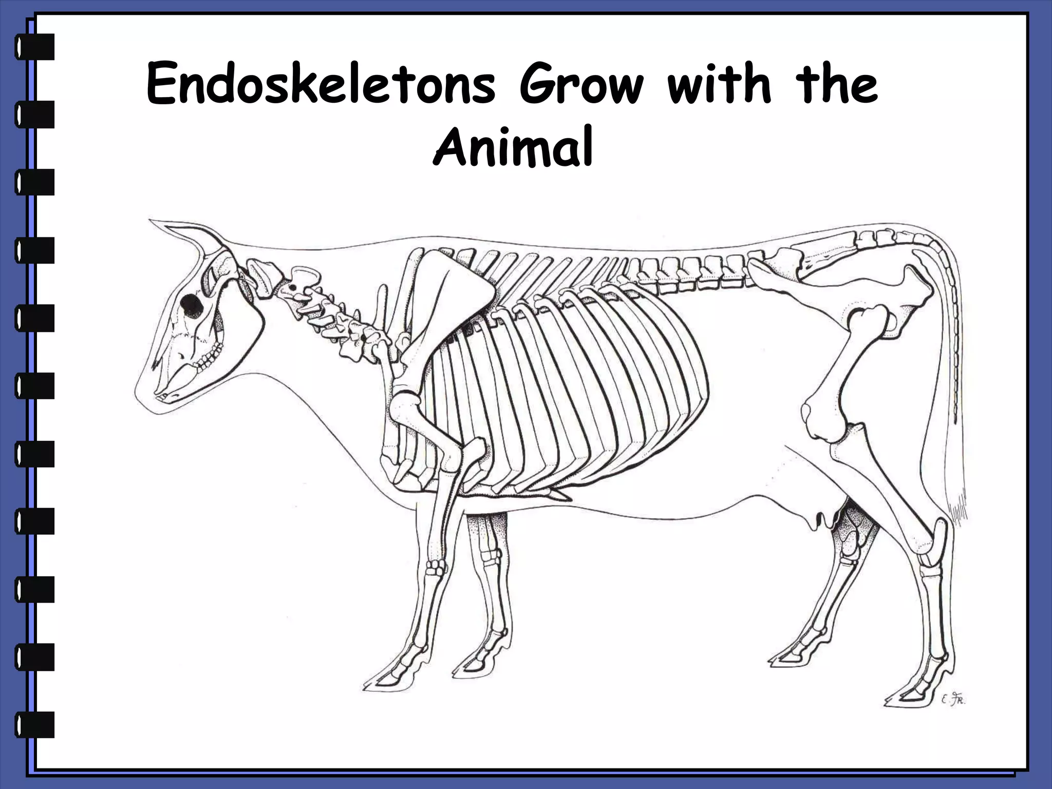 Endoskeletons Grow with the
Animal

 