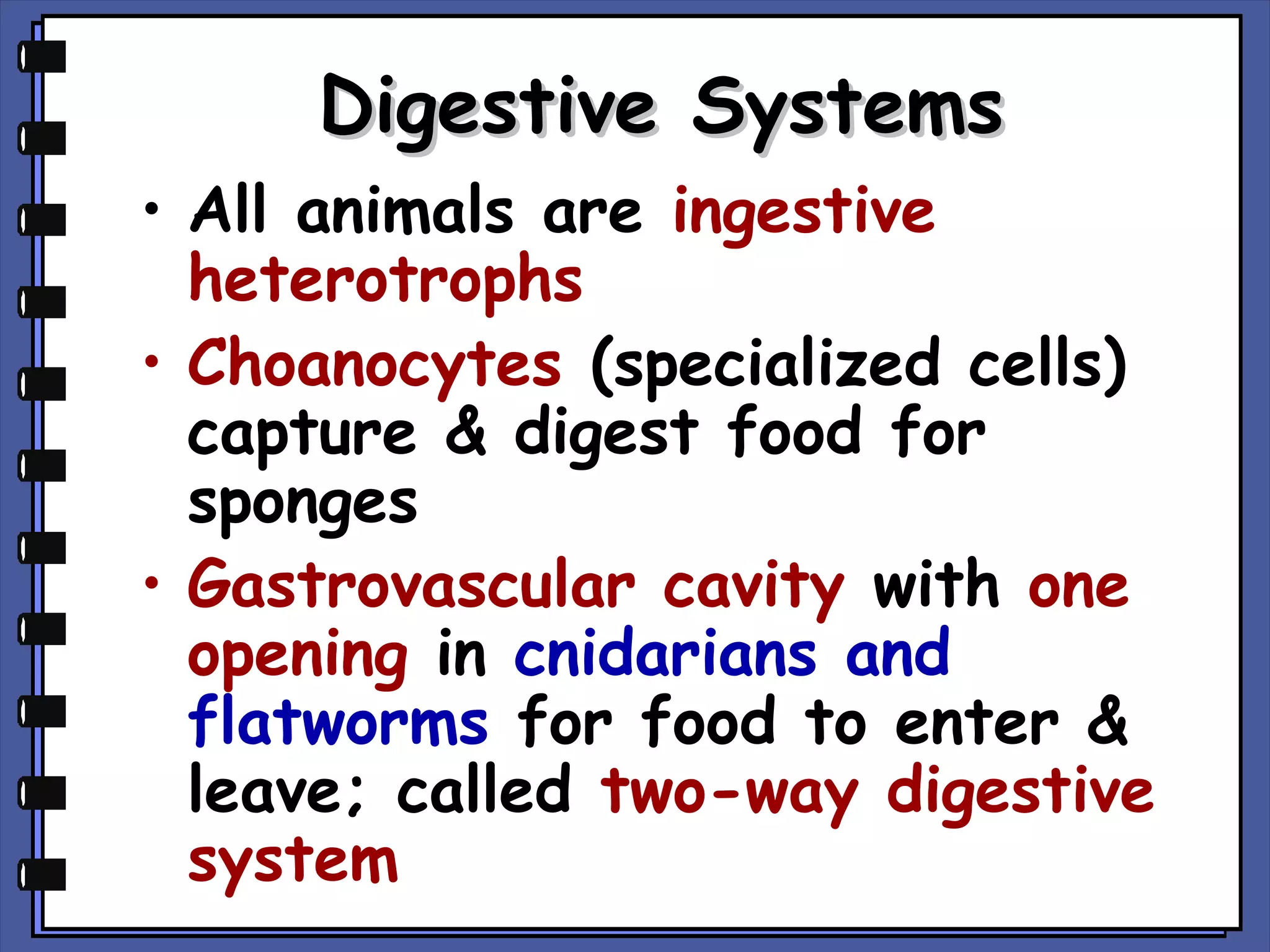 Digestive Systems
• All animals are ingestive
heterotrophs
• Choanocytes (specialized cells)
capture & digest food for
sponges
• Gastrovascular cavity with one
opening in cnidarians and
flatworms for food to enter &
leave; called two-way digestive
system

 