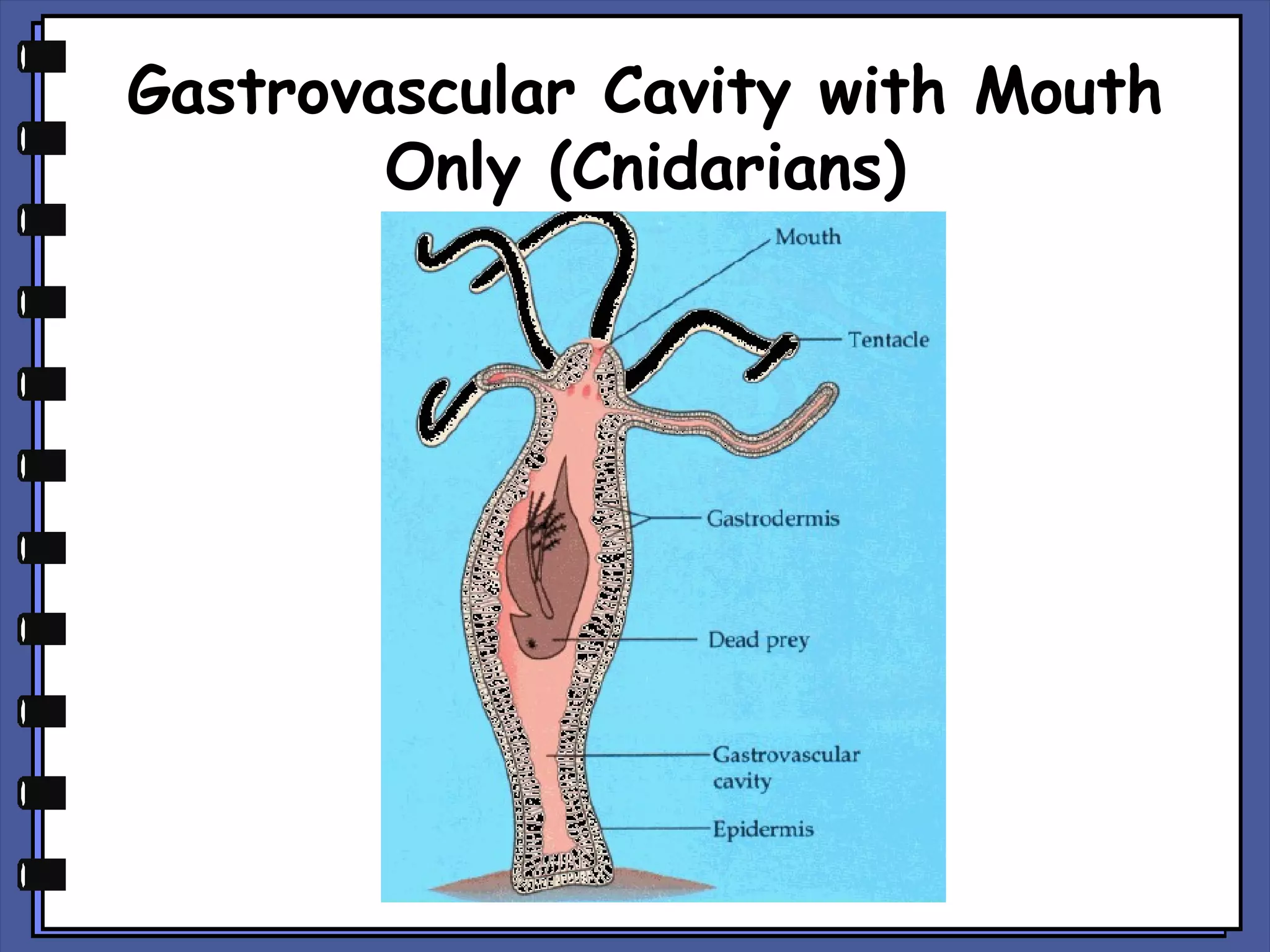 Gastrovascular Cavity with Mouth
Only (Cnidarians)

 