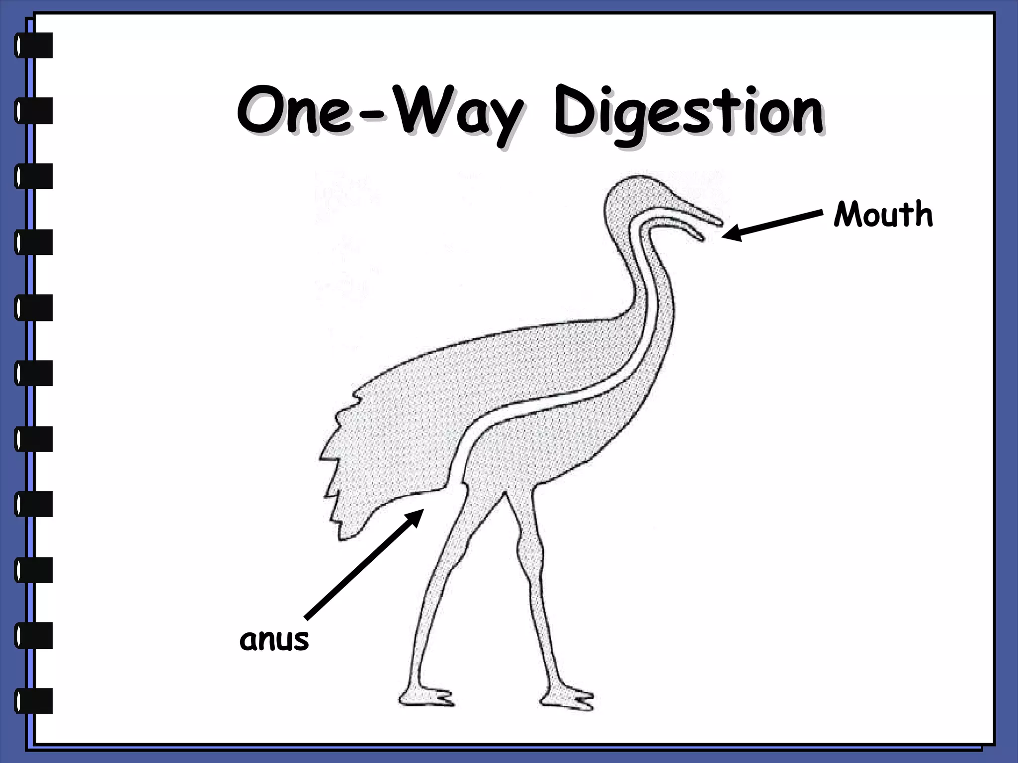 One-Way Digestion
Mouth

anus

 
