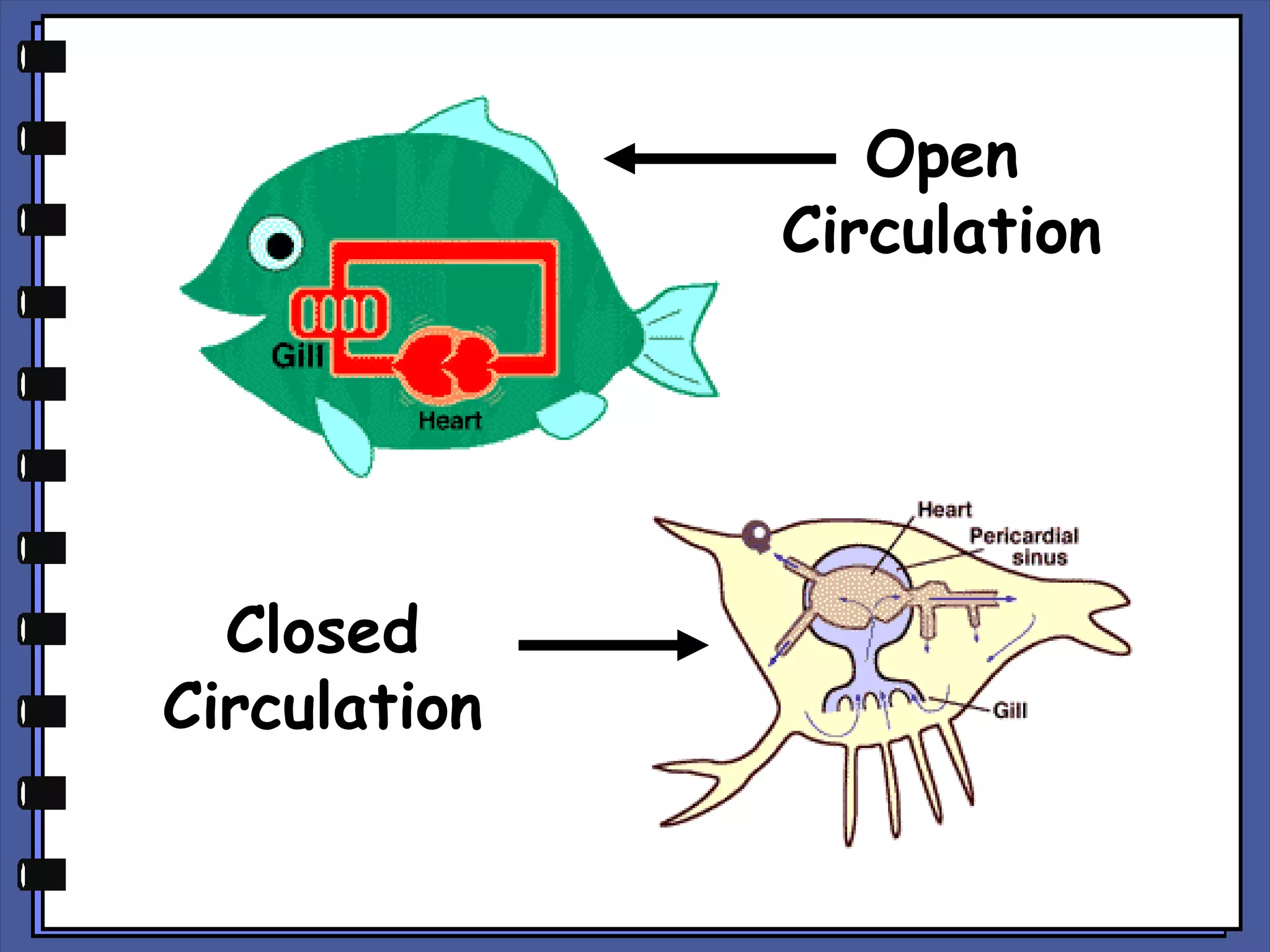 Open
Circulation

Closed
Circulation

 