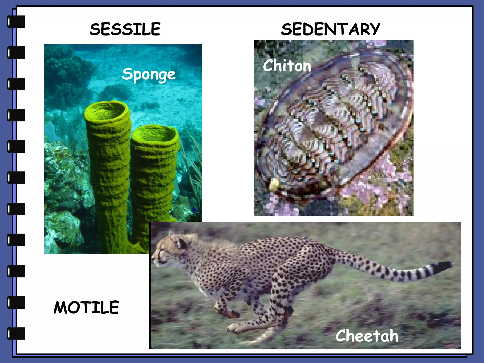 SESSILE
Sponge

SEDENTARY
Chiton

MOTILE
Cheetah

 
