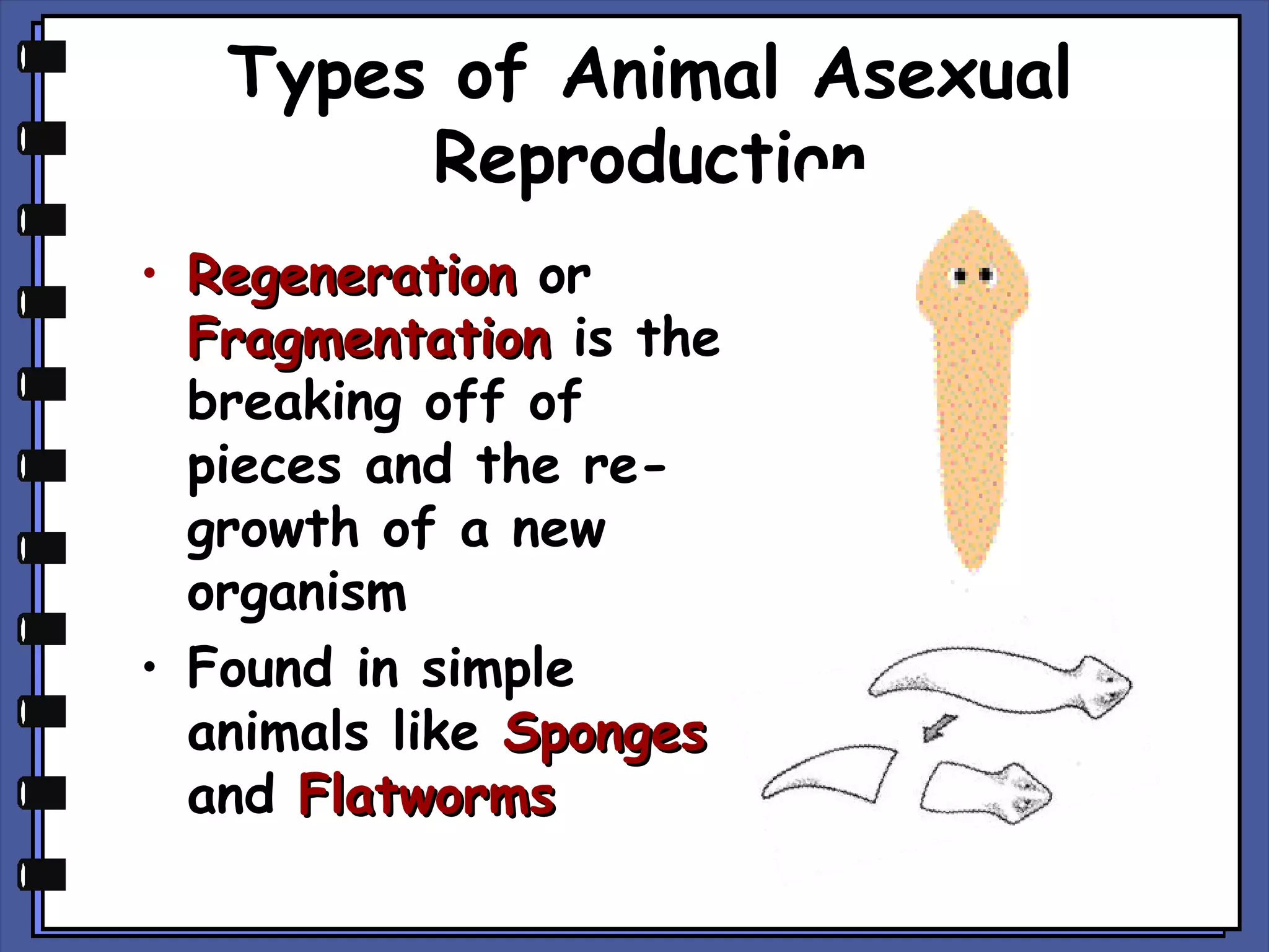 Types of Animal Asexual
Reproduction
• Regeneration or
Fragmentation is the
breaking off of
pieces and the regrowth of a new
organism
• Found in simple
animals like Sponges
and Flatworms

 