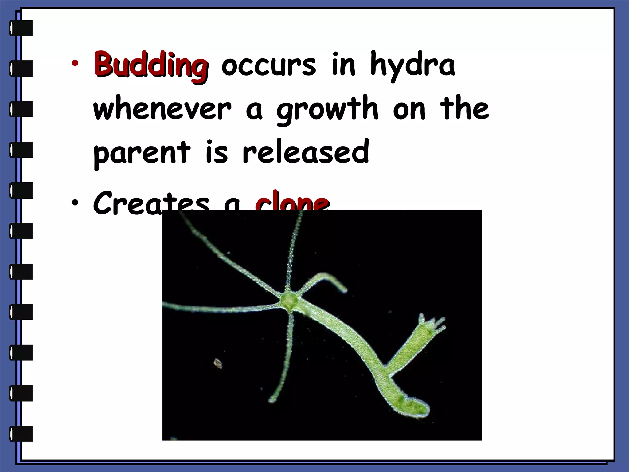 • Budding occurs in hydra
whenever a growth on the
parent is released
• Creates a clone

 
