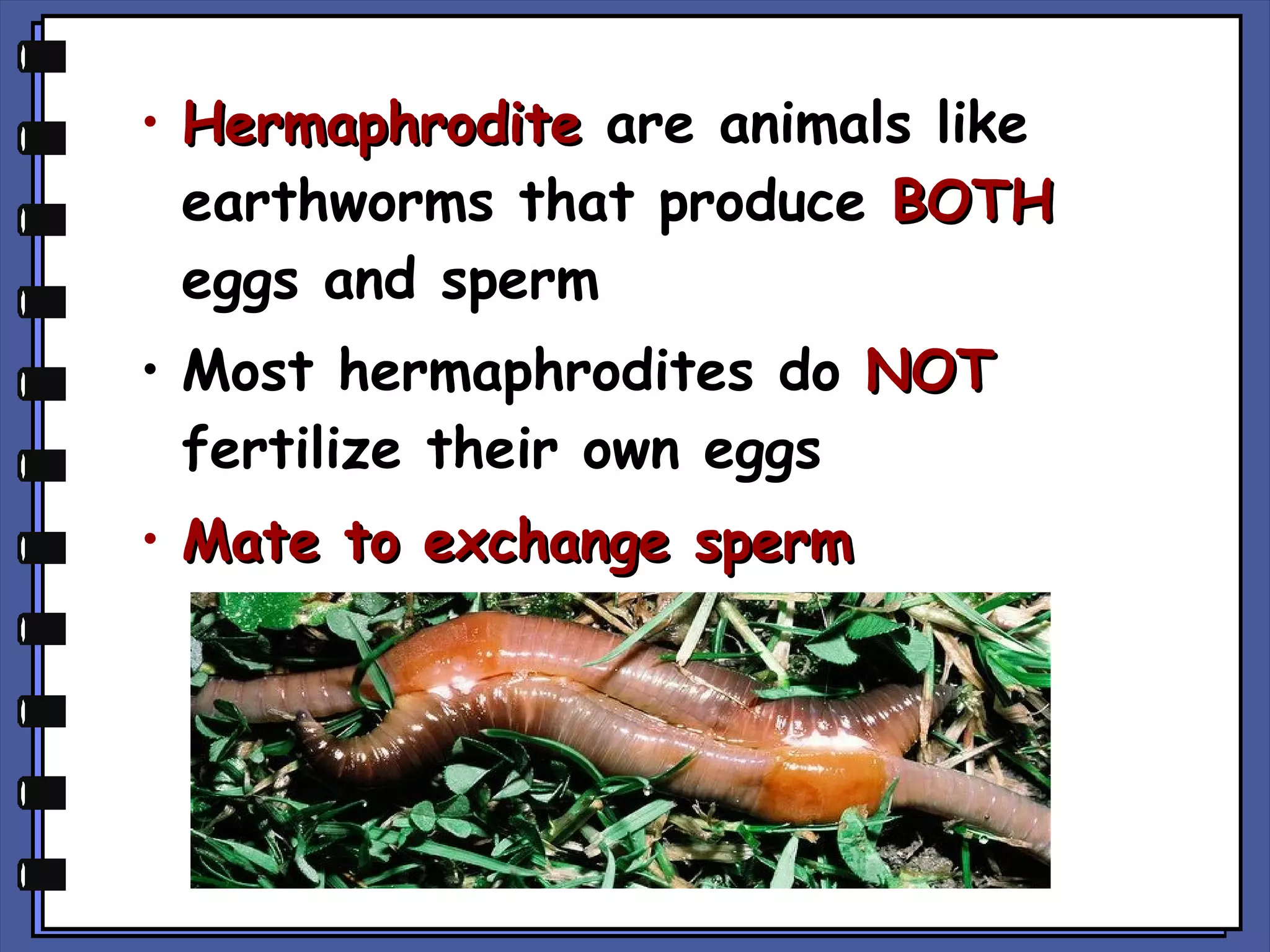 • Hermaphrodite are animals like
earthworms that produce BOTH
eggs and sperm
• Most hermaphrodites do NOT
fertilize their own eggs
• Mate to exchange sperm

 