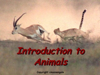 Introduction to
animals

Introduction to
Animals
Copyright cmassengale

 