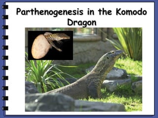 Parthenogenesis in the Komodo
Dragon

 