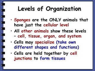 Levels of Organization
• Sponges are the ONLY animals that
have just the cellular level
• All other animals show these levels
– cell, tissue, organ, and system
• Cells may specialize (take own
different shapes and functions)
• Cells are held together by cell
junctions to form tissues

 