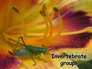Invertebrate
groups

 