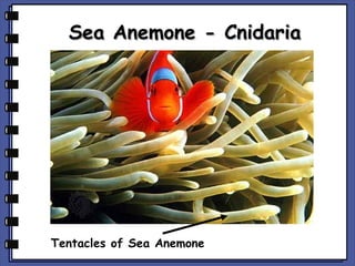 Sea Anemone - Cnidaria

Tentacles of Sea Anemone

 