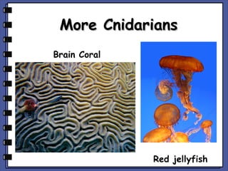 More Cnidarians
Brain Coral

Red jellyfish

 