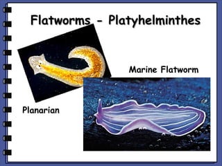 Flatworms - Platyhelminthes

Marine Flatworm

Planarian

 