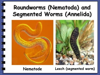 Roundworms (Nematoda) and
Segmented Worms (Annelida)

Nematode

Leech (segmented worm)

 