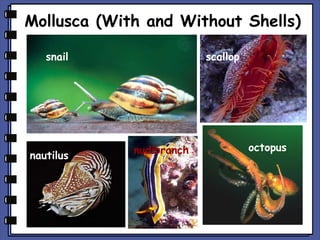 Mollusca (With and Without Shells)
snail

nautilus

scallop

nudibranch

octopus

 