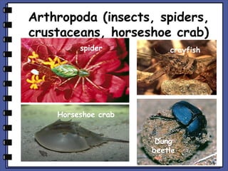 Arthropoda (insects, spiders,
crustaceans, horseshoe crab)
spider

crayfish

Horseshoe crab
Dung
beetle

 