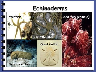 Echinoderms
Sea fan (crinoid)

starfish

Brittle star
Sand dollar

Sea cucumber

 