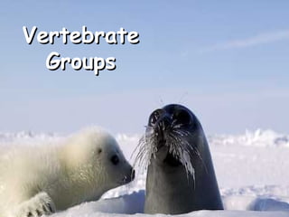 Vertebrate
Groups

 