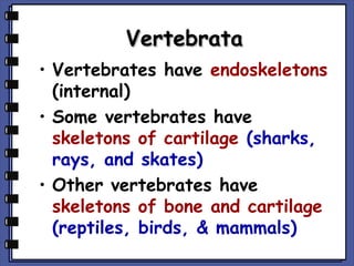 Vertebrata
• Vertebrates have endoskeletons
(internal)
• Some vertebrates have
skeletons of cartilage (sharks,
rays, and skates)
• Other vertebrates have
skeletons of bone and cartilage
(reptiles, birds, & mammals)

 