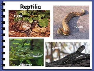 Reptilia
Turtle
Snake

Lizard

Alligator

 