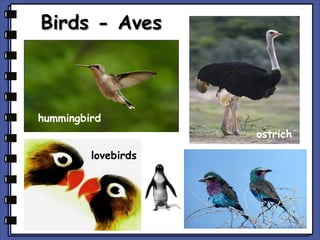 Birds - Aves

hummingbird
ostrich
lovebirds

 