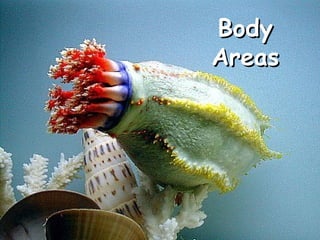 Body
Areas

 