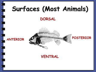 Surfaces (Most Animals)
DORSAL

POSTERIOR

ANTERIOR

VENTRAL

 