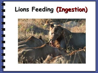 Lions Feeding (Ingestion)

 