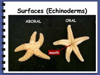 Surfaces (Echinoderms)
ORAL

ABORAL

mouth

 
