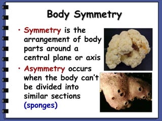 Body Symmetry
• Symmetry is the
arrangement of body
parts around a
central plane or axis
• Asymmetry occurs
when the body can’t
be divided into
similar sections
(sponges)

 