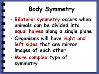 Body Symmetry
• Bilateral symmetry occurs when
animals can be divided into
equal halves along a single plane
• Organisms will have right and
left sides that are mirror
images of each other
• More complex type of
symmetry

 