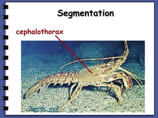 Segmentation
cephalothorax

 