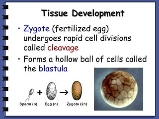 Tissue Development
• Zygote (fertilized egg)
undergoes rapid cell divisions
called cleavage
• Forms a hollow ball of cells called
the blastula

 