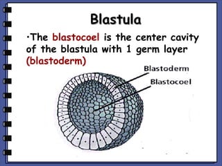 Blastula
•The blastocoel is the center cavity
of the blastula with 1 germ layer
(blastoderm)

 