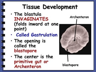 Tissue Development

• The blastula
INVAGINATES
(folds inward at one
point)
• Called Gastrulation
• The opening is
called the
blastopore
• The center is the
primitive gut or
Archenteron

Archenteron

blastopore

 