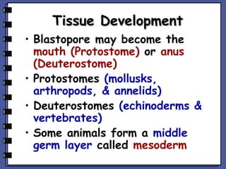 Tissue Development
• Blastopore may become the
mouth (Protostome) or anus
(Deuterostome)
• Protostomes (mollusks,
arthropods, & annelids)
• Deuterostomes (echinoderms &
vertebrates)
• Some animals form a middle
germ layer called mesoderm

 