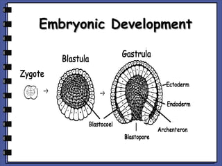 Embryonic Development

 