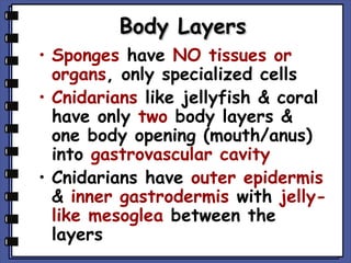 Body Layers
• Sponges have NO tissues or
organs, only specialized cells
• Cnidarians like jellyfish & coral
have only two body layers &
one body opening (mouth/anus)
into gastrovascular cavity
• Cnidarians have outer epidermis
& inner gastrodermis with jellylike mesoglea between the
layers

 