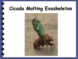 Cicada Molting Exoskeleton

 