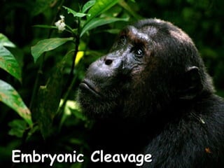 Embryonic Cleavage

 